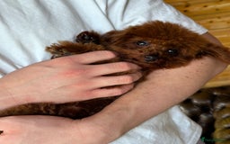 Toy Poodle dogs for sale: Asian Toy Poodle (Korean & Chineese) VERY rare - Image 6