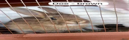 Mixed Breed rabbits for sale: New Zeeland Cross Rabbits  in Newport - Advert 9