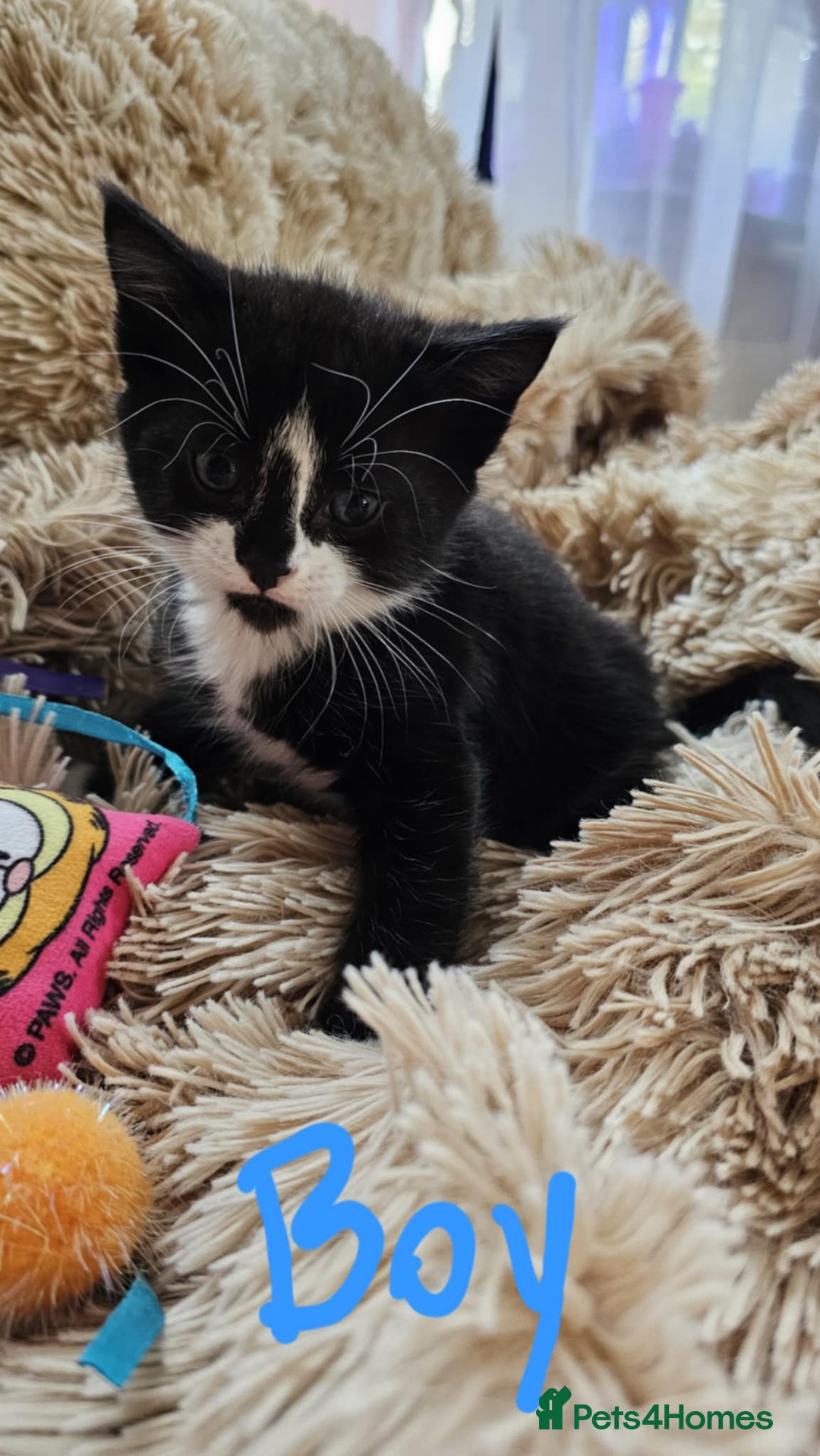 Mixed Breed cats for sale: 7 gorgeous cuties - Image 5