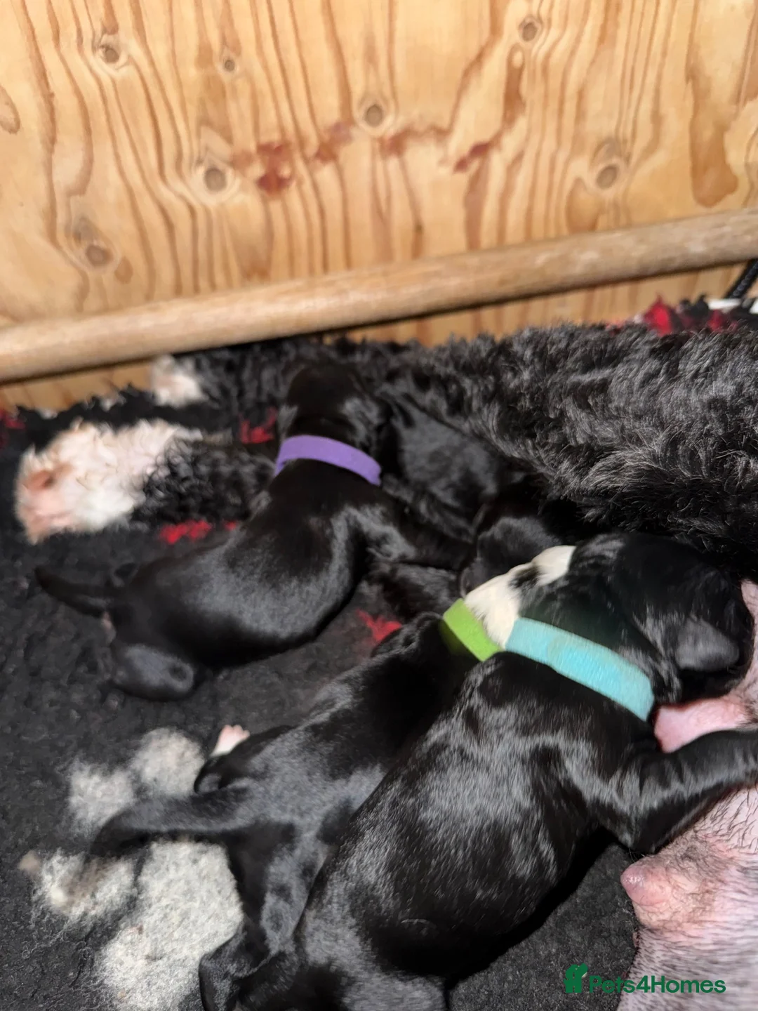 Portuguese Water Dog dogs for sale: 5 PWD puppies available - Advert 2