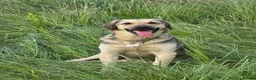 Mixed Breed dogs for adoption: SWEET OSCAR READY FOR HIS FOREVER FAMILY - Advert 1