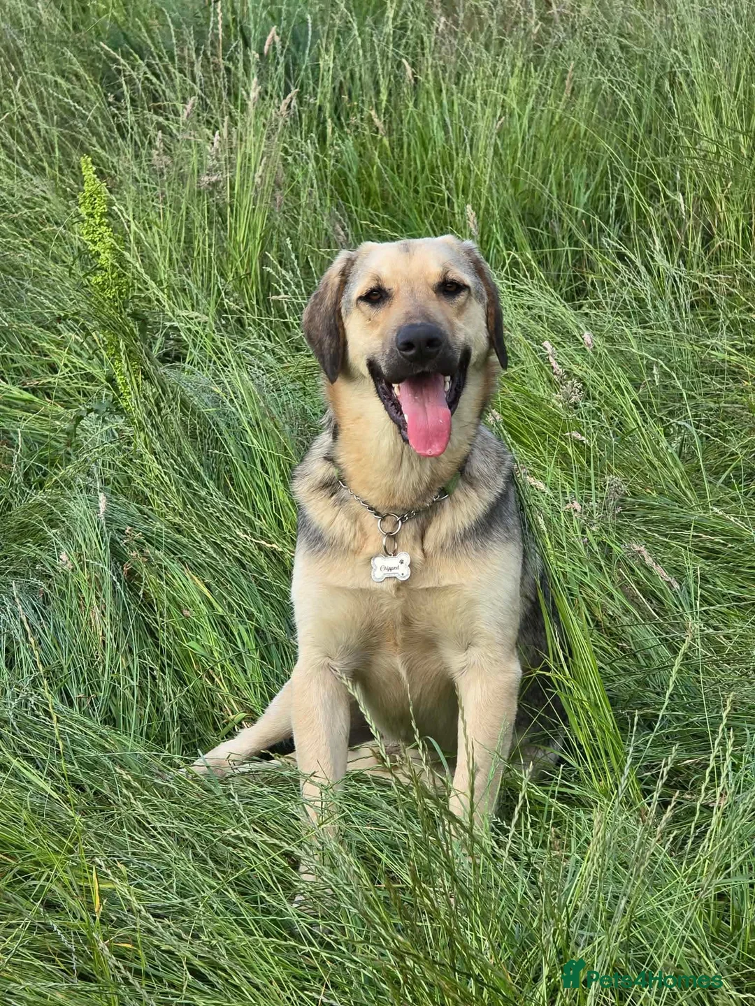 Mixed Breed dogs for adoption: SWEET OSCAR READY FOR HIS FOREVER FAMILY - Advert 1