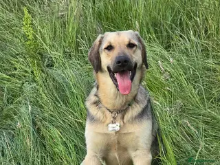 Mixed Breed dogs SWEET OSCAR READY FOR HIS FOREVER FAMILY - Advert 5