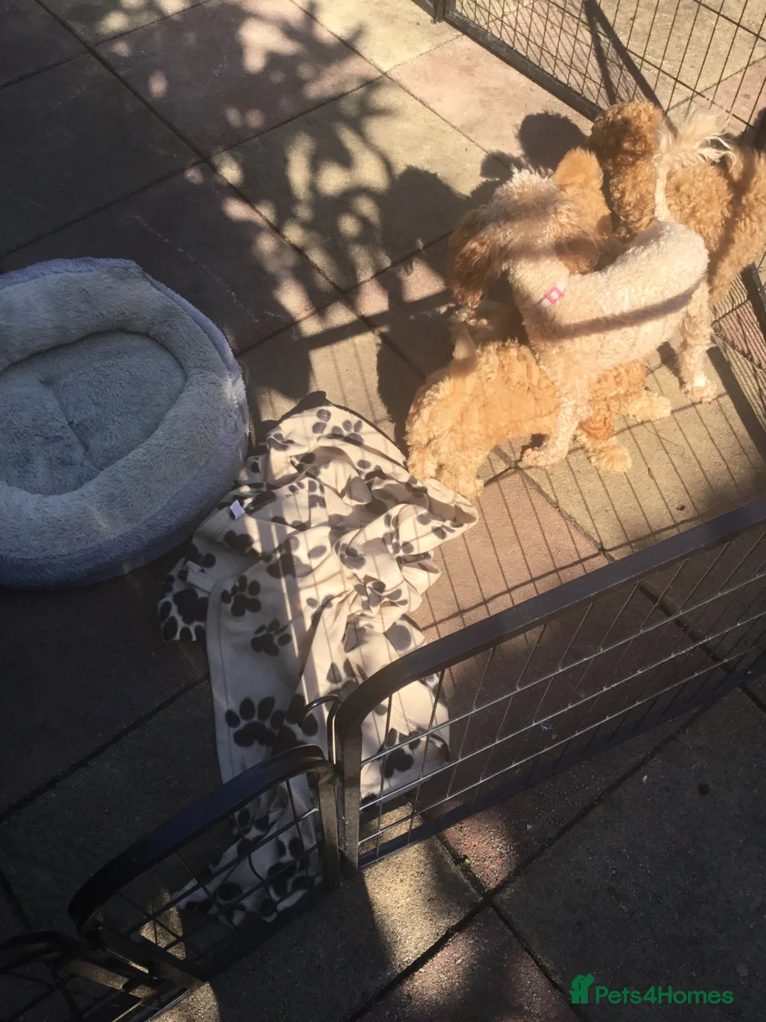 Toy Poodle dogs for sale: Adorable Pedigree Red Toy Poodle puppies - Advert 2