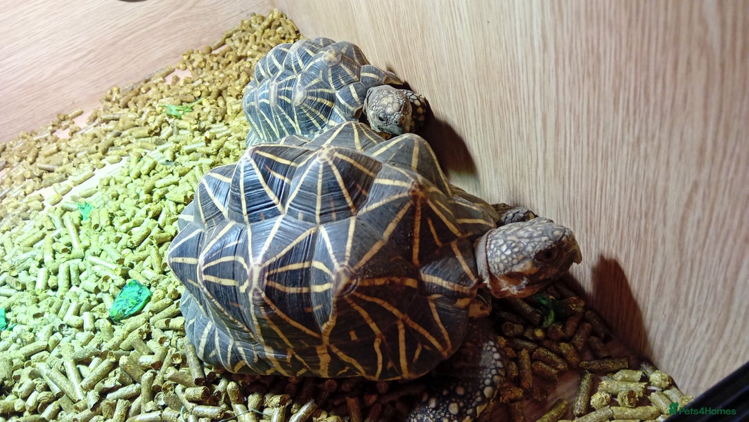 Tortoise reptiles for sale: 2 Indian star tortoises - Image 2