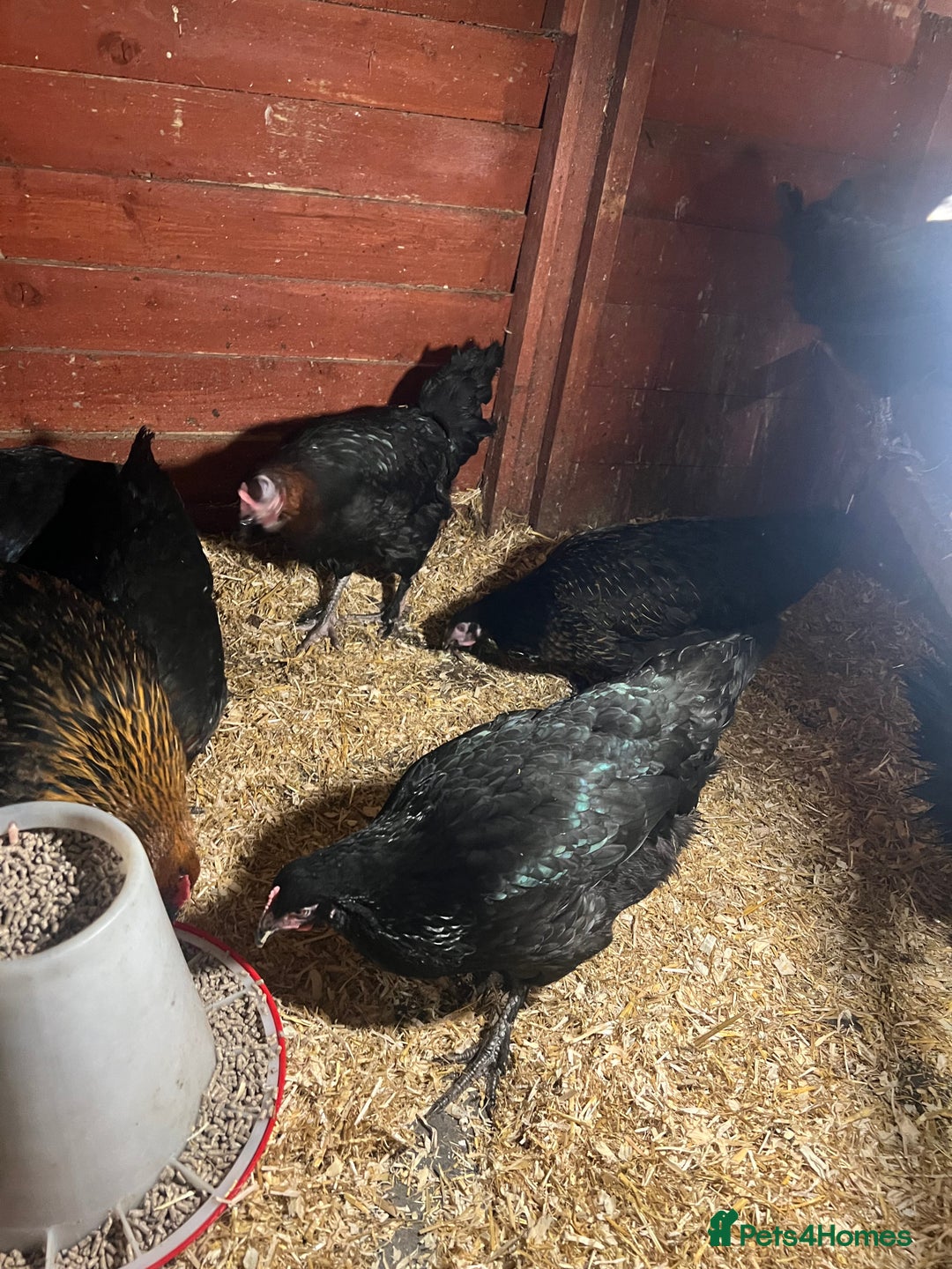 Chickens poultry for sale: Point of laying hen in Eltham read  advert thanks  - Image 7
