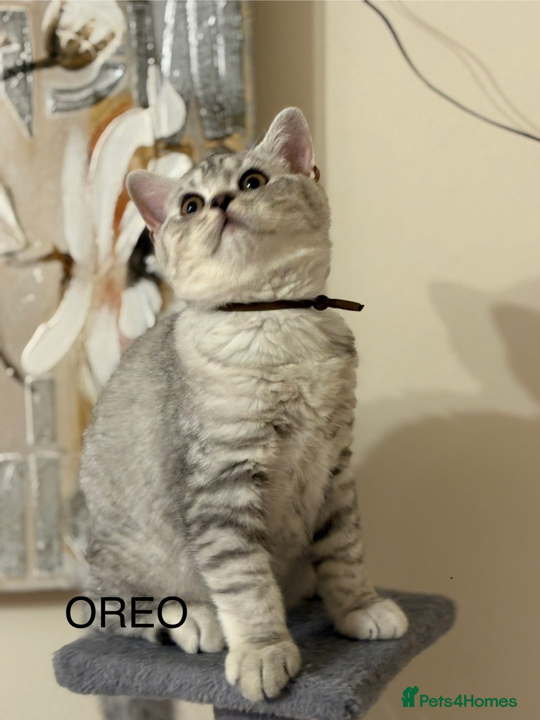 British Shorthair cats for sale: Pedigree|Champion Lines|GCCF Registered| - Image 8