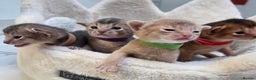 Abyssinian cats for sale: Gorgeous Tica  Abyssinian Kittens  - Advert 8