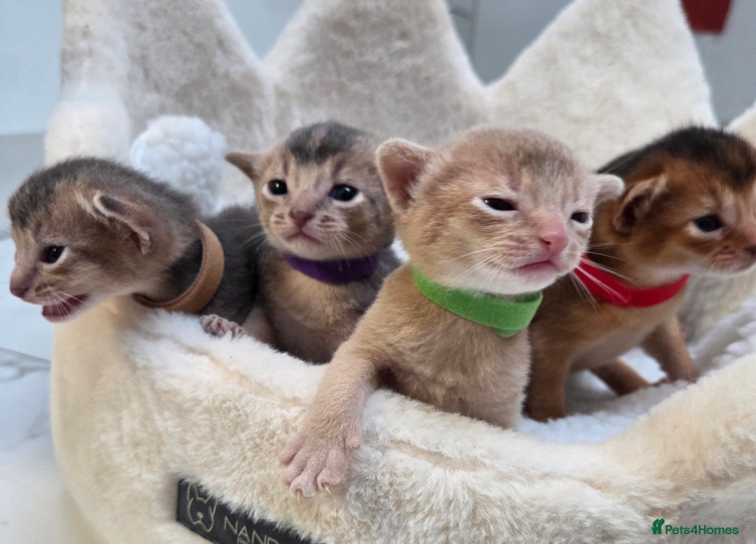 Abyssinian cats for sale: Gorgeous Tica  Abyssinian Kittens  - Advert 8