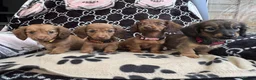Dachshund dogs for sale: Longhaired Dachshund puppies in Wymondham - Advert 4