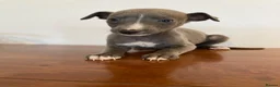 Whippet dogs for sale: Whippet puppies READY TO GO NOW  - Advert 8