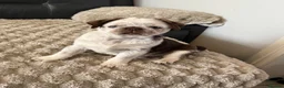 Pug dogs for sale: Kc pug puppies from a 5 star licensed breeder  - Advert 7