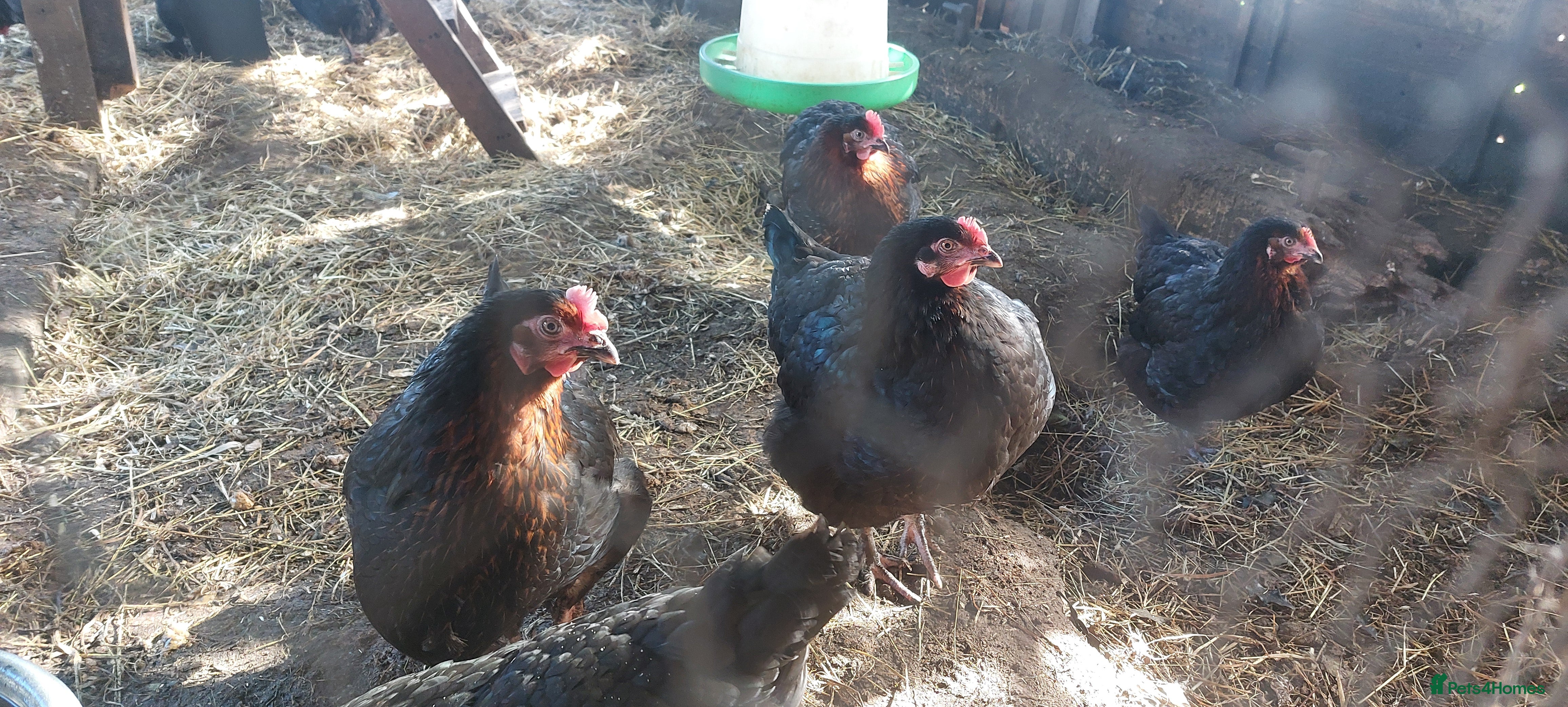 Hens poultry Pol Pure Breed Copper Marans - Advert 2