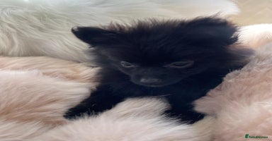 Pomeranian dogs - Advert 4