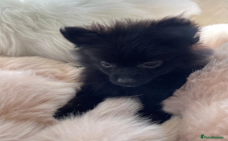 Pomeranian dogs - Advert 1