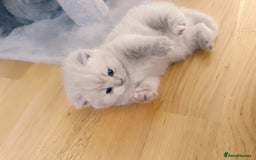 British Shorthair cats for sale: Adorable Purebred British Shorthair Kittens 🐾 - Image 20