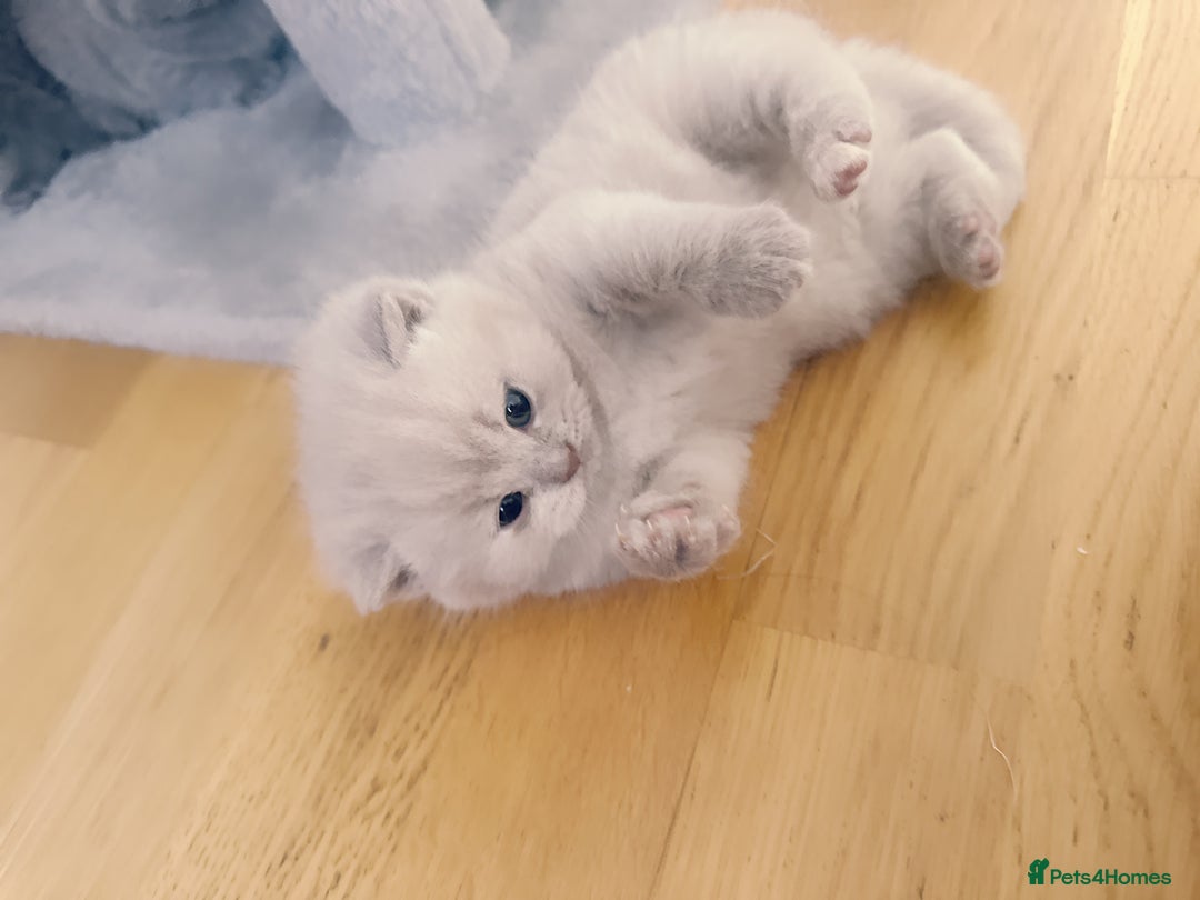 British Shorthair cats for sale: Adorable Purebred British Shorthair Kittens 🐾 - Image 20