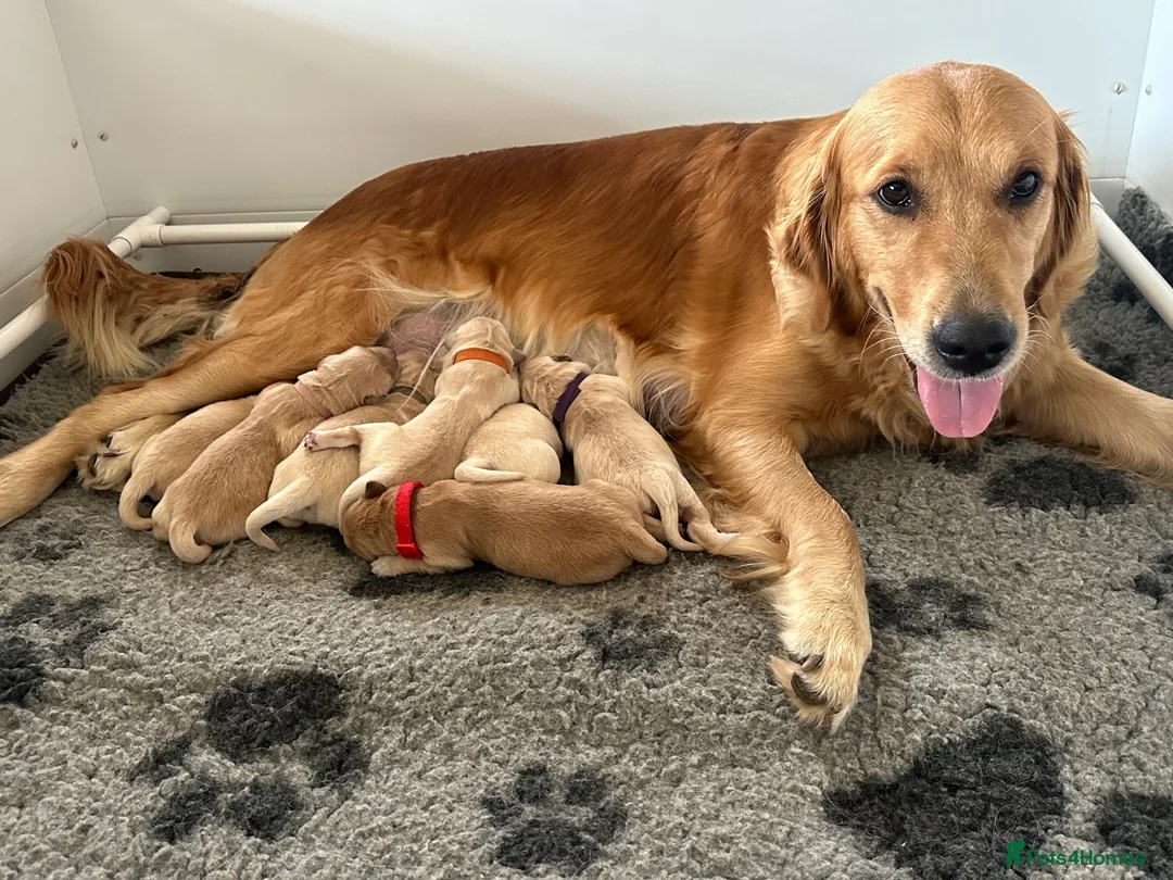Golden Retriever dogs for sale: KC beautiful Golden Retriever puppies - Advert 2
