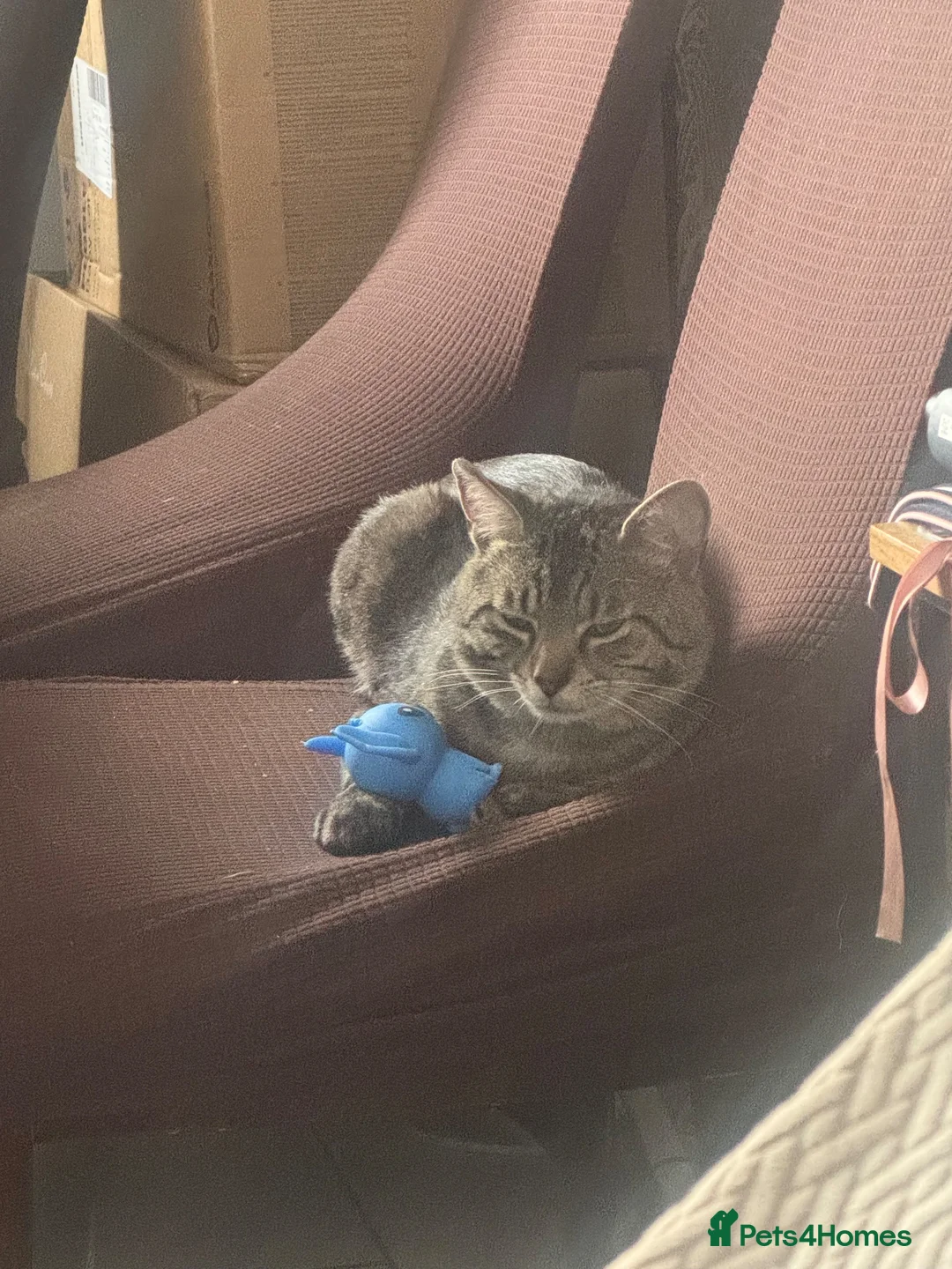 Mixed Breed cats for sale: Cat for sale  - Advert 2