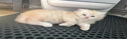 British Longhair cats for sale: Beautiful British Longhair Boys!! in Slough - Advert 12