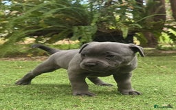 Staffordshire Bull Terrier dogs for sale: Pretty blue Staffy pups . - Advert 1