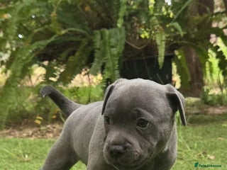 Staffordshire Bull Terrier dogs for sale: Pretty blue Staffy pups . - Advert 1