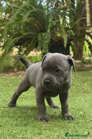 Staffordshire Bull Terrier dogs Pretty blue Staffy pups . - Advert 8