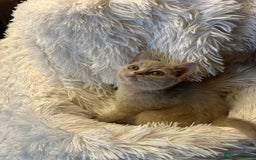 British Shorthair cats for sale: Beautiful chocolate&lilac Kittens awaiting homes - Image 8