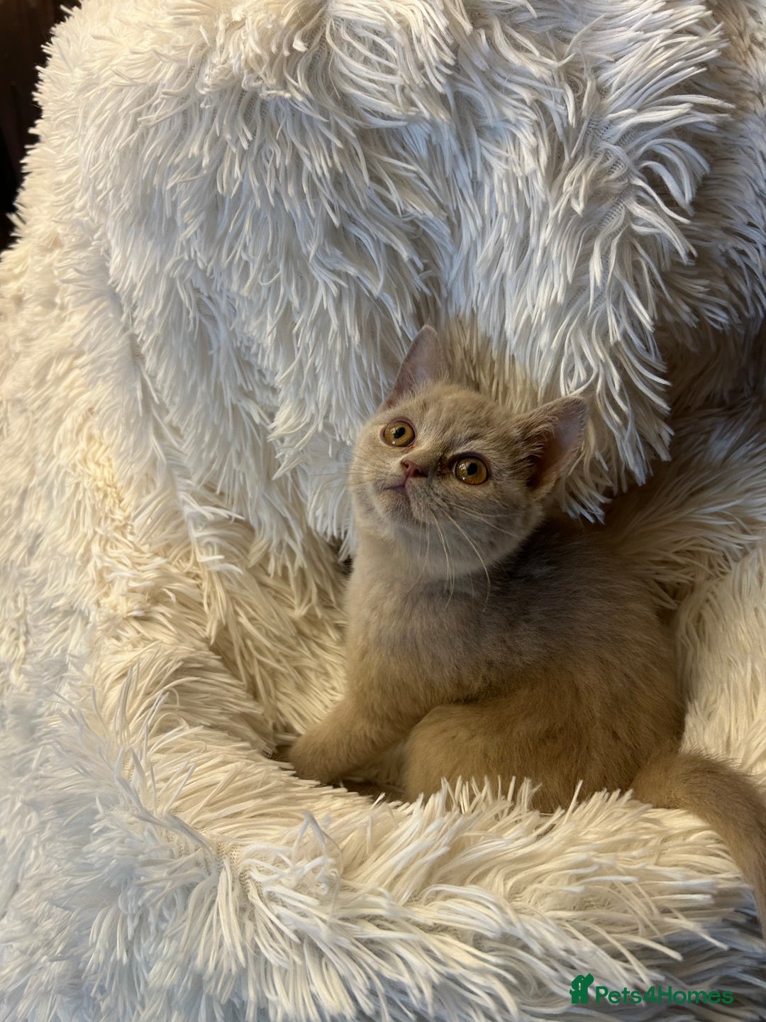 British Shorthair cats for sale: Beautiful chocolate&lilac Kittens awaiting homes - Image 8