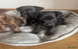 Patterjack dogs for sale: 🐶✨ Patterjack Puppies Ready Soon! ✨🐶 - Image 4