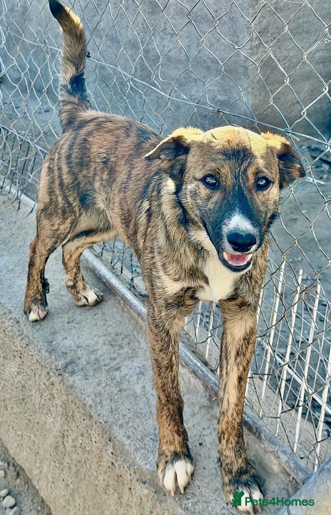 Mixed Breed dogs for adoption: Sonny - A gentle loving pup in Weymouth - Advert 2