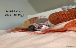 Mixed Breed cats for sale: Stunning kittens 8 weeks old ready now  - Image 4