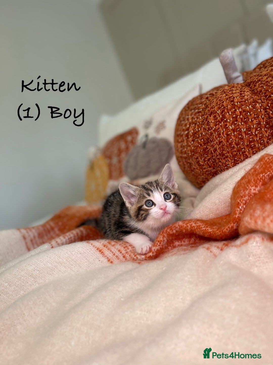 Mixed Breed cats for sale: Stunning kittens 8 weeks old ready now  - Image 4