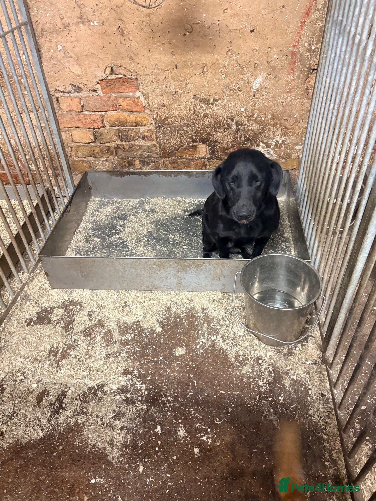 Labrador Retriever dogs Luna black bitch - Advert 1