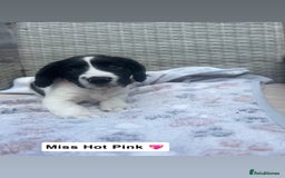 Sprocker dogs for sale: Black and white Sprockers looking for homes  - Image 8