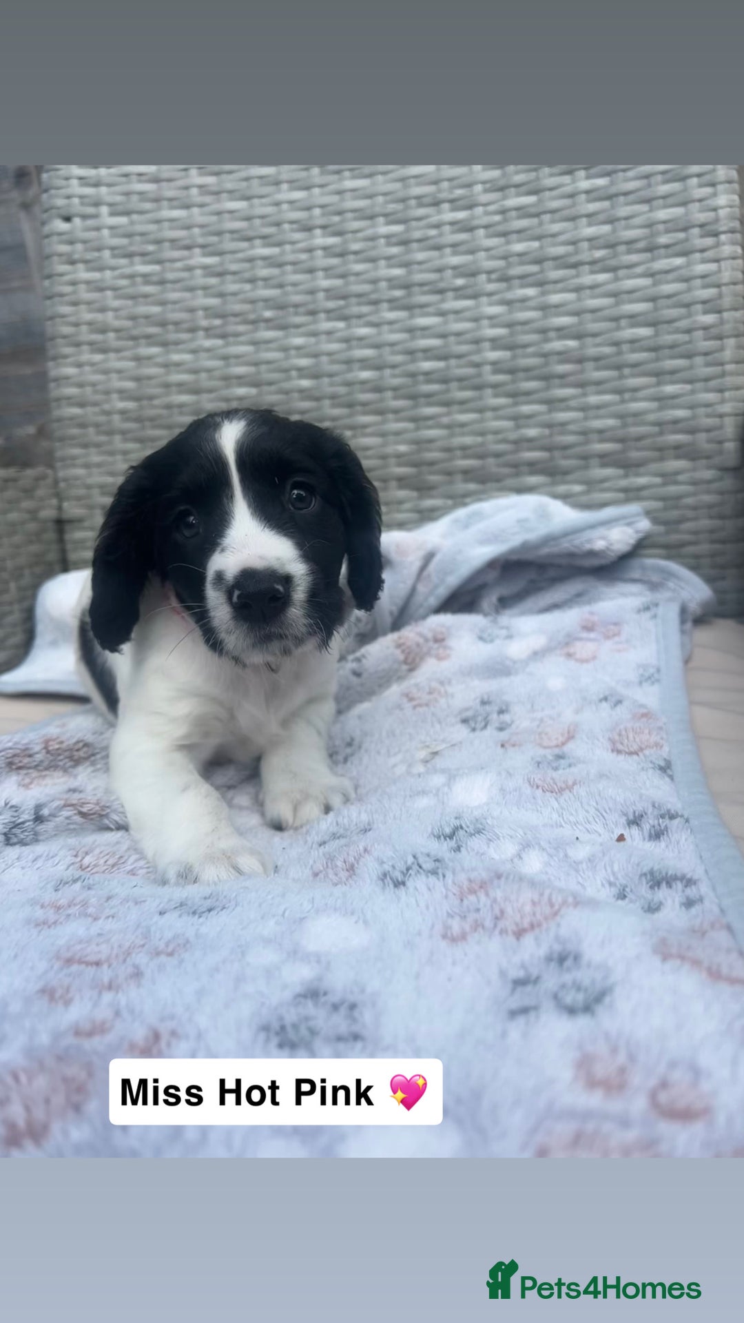 Sprocker dogs for sale: Black and white Sprockers looking for homes  - Image 8