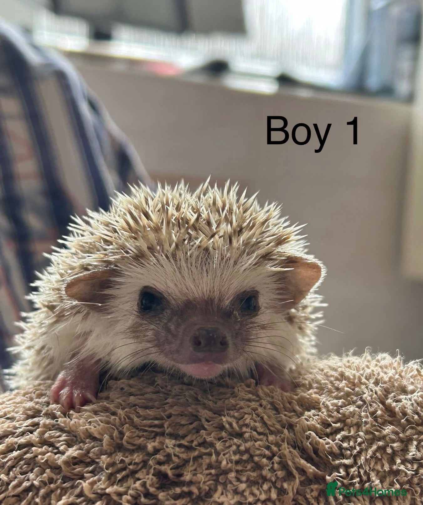 Pygmy Hedgehog rodents Baby pgymy hedgehogs for sale  - Advert 18