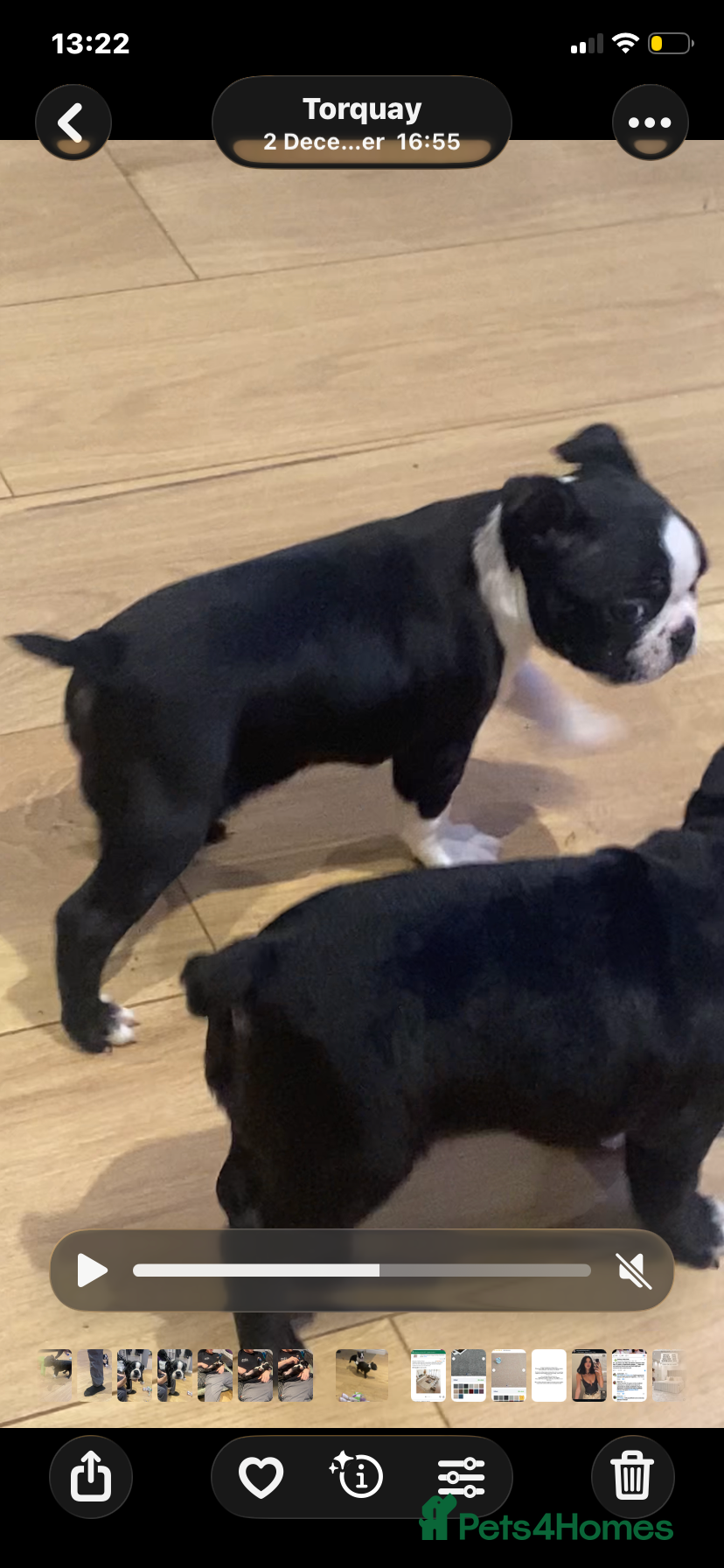 Boston Terrier dogs Female Boston terrier - Advert 4