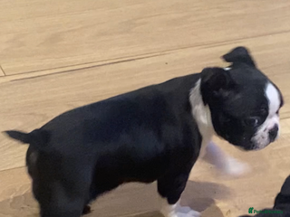 Boston Terrier dogs Female Boston terrier - Advert 16