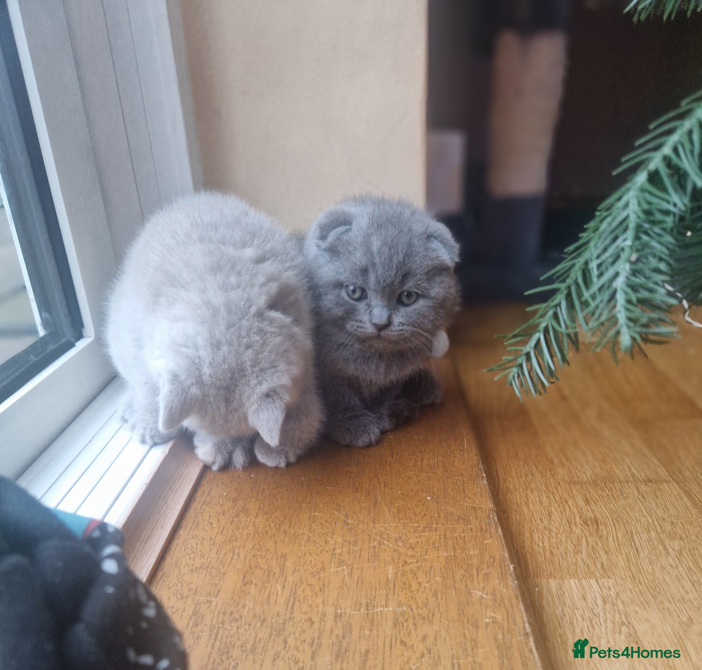 Scottish Fold cats Scottish fold, straight girls, boys, lilac blue  - Advert 8