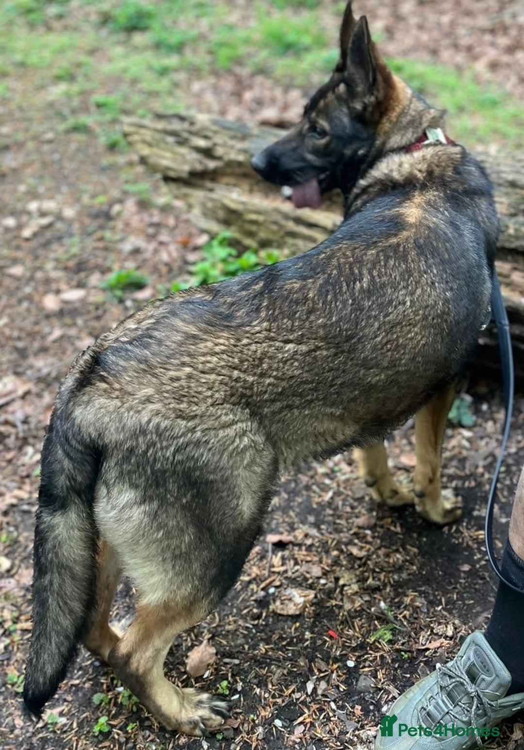 German Shepherd dogs for sale: German shepherd  - Image 5