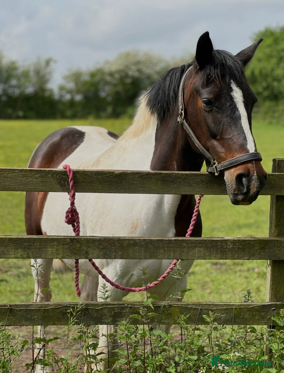 Other Breed horses FLOSSIE BEAUTIFUL SKEWBALD HOMEBRED MARE  - Advert 8