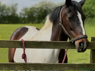 Other Breed horses FLOSSIE BEAUTIFUL SKEWBALD HOMEBRED MARE - Advert 8