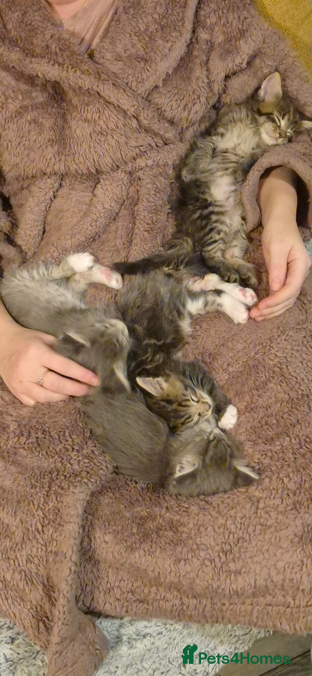 Maine Coon cats for sale: GCCF registered Pedigree Maine Coon Kittens - Advert 31