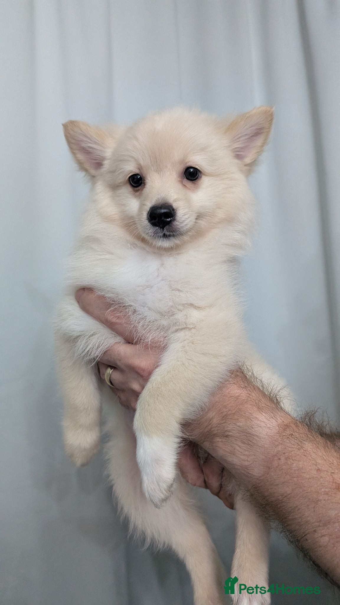 Mixed Breed dogs Pomchi puppys - Advert 18
