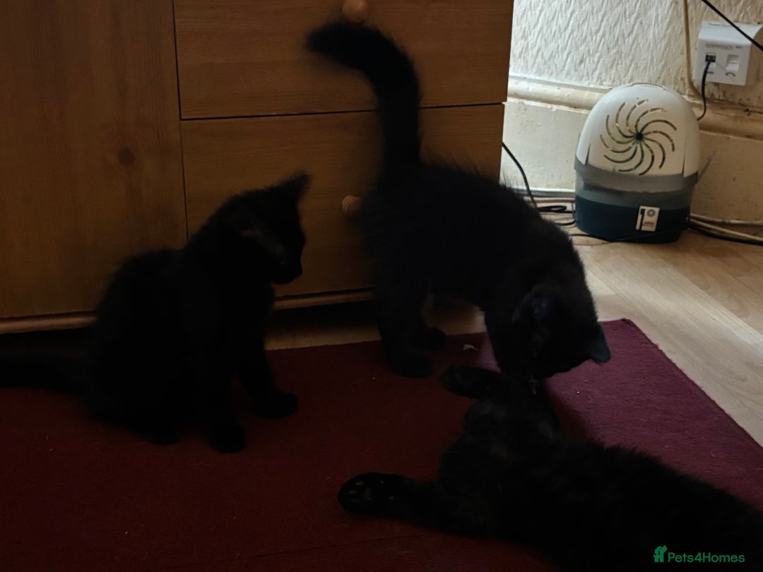 Mixed Breed cats for sale: 3 Kittens ready ASAP  - Image 13