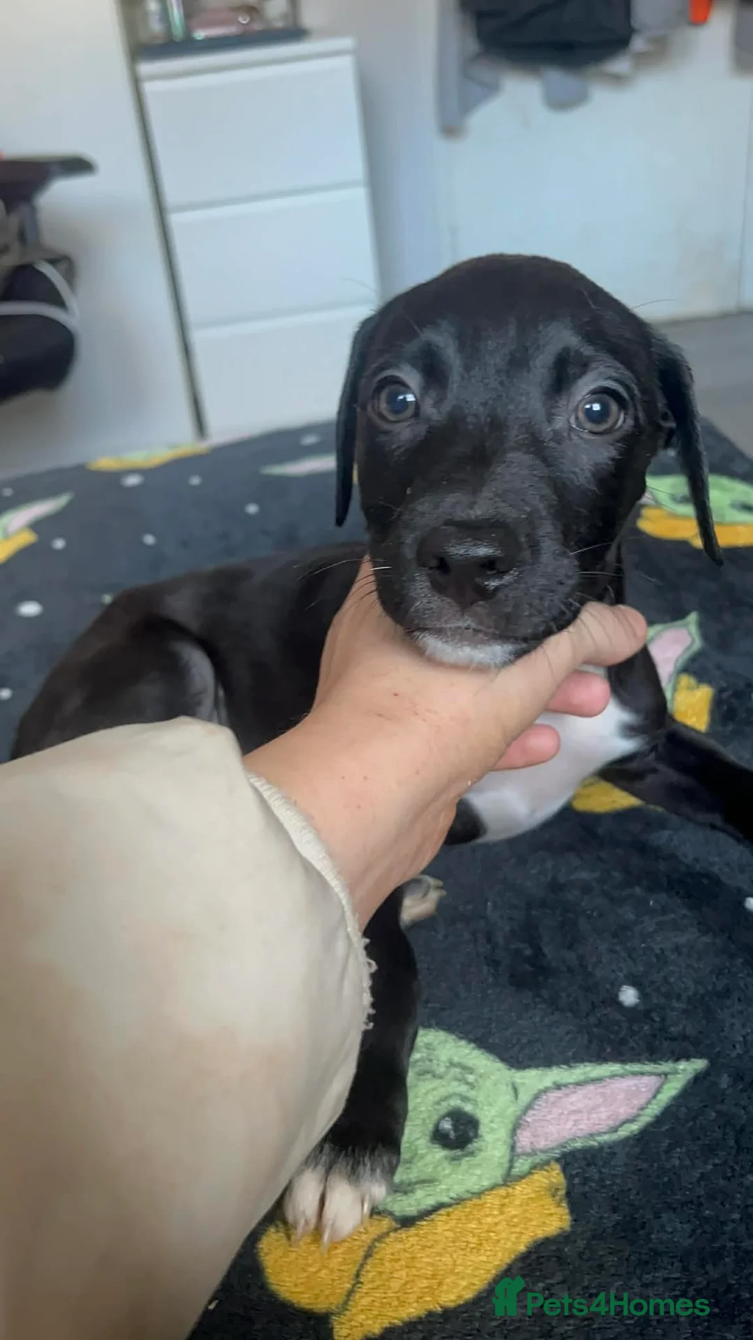 Mixed Breed dogs for sale: Pups for sale in Edinburgh - Advert 2
