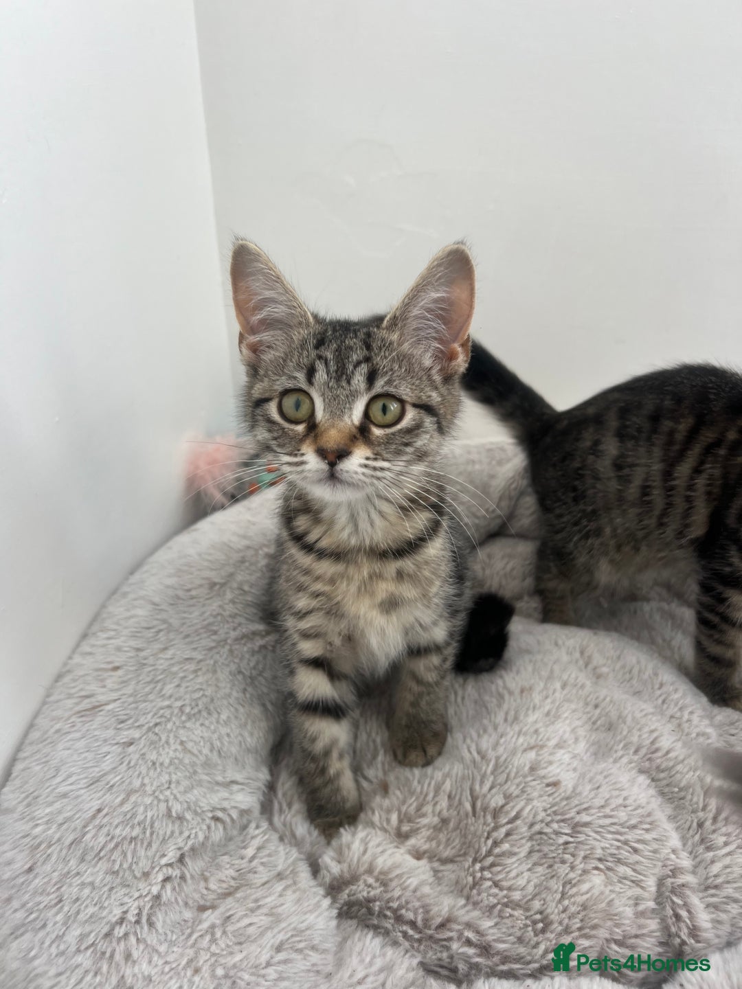 Mixed Breed cats for sale: Kittens for sale - Image 10