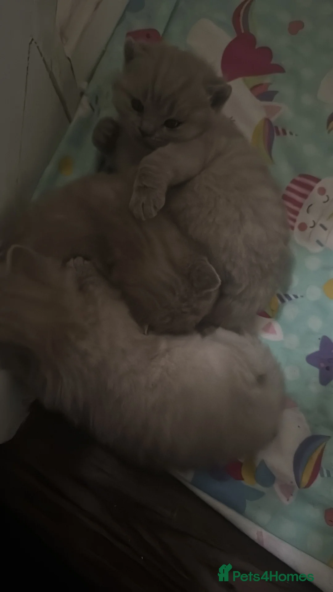 British Shorthair cats for sale: pure british shorthair kittens  - Advert 3