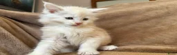 Maine Coon cats for sale: TICA Maine coon Kittens Smoke/Silver - Advert 4